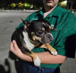 Found/Stray Unknown Dog last seen Near U.S. 287 Frontage Rd, Arlington, TX 76017, Arlington, TX 76017