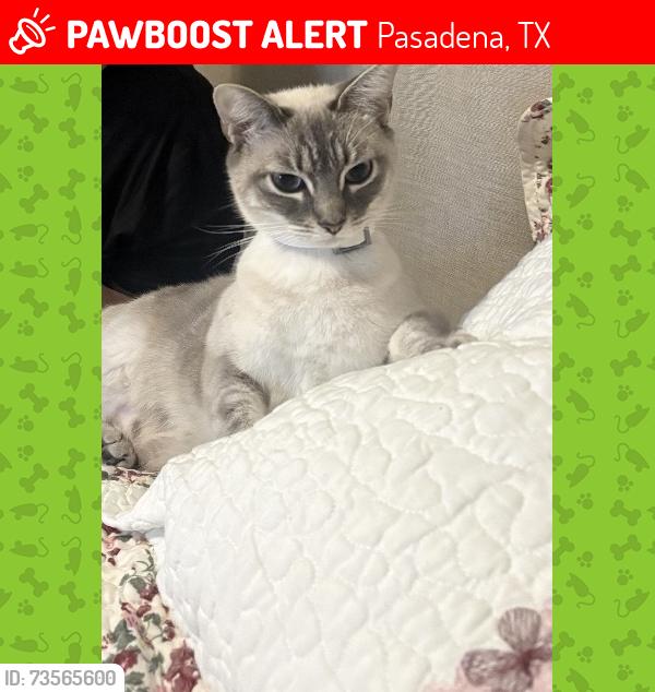 Lost Female Cat last seen Sunray Ln, Pasadena, TX 77503