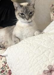 Lost Female Cat last seen Sunray Ln, Pasadena, TX 77503