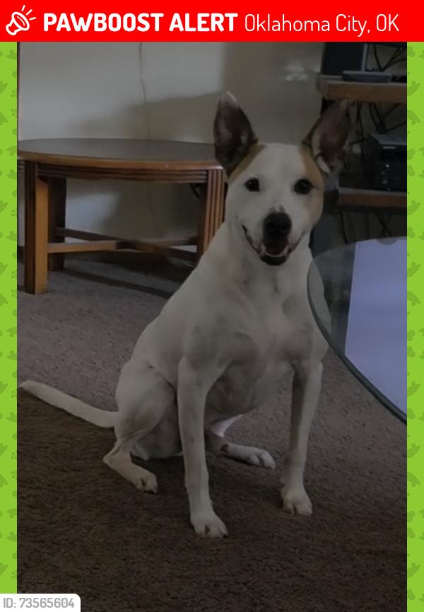 Lost Male Dog last seen NW 10th and Council Rd., Oklahoma City, OK 73127
