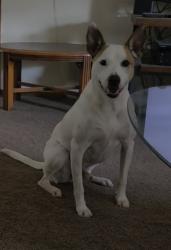Lost Male Dog last seen NW 10th and Council Rd., Oklahoma City, OK 73127