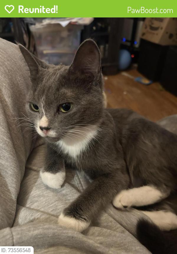 Reunited Female Cat last seen Highpark, Toronto, ON 