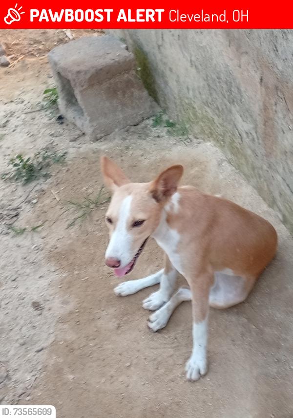 Lost Female Dog last seen Cleveland Ohio, Cleveland, OH 44114
