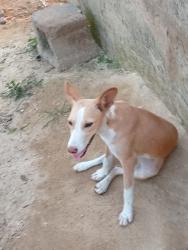 Lost Female Dog last seen Cleveland Ohio, Cleveland, OH 44114