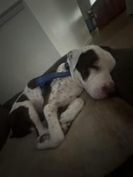 Reunited Male Dog last seen forest edge dr, Deltona, FL 32725