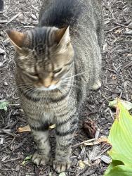 Lost Female Cat last seen Briar Ave NE, North Canton, OH 44720
