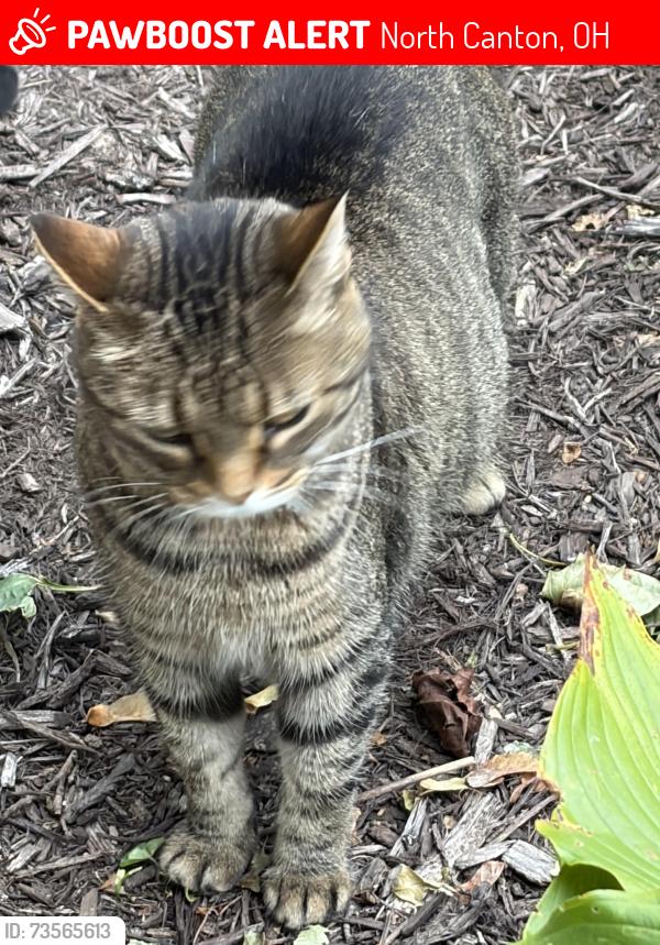 Lost Female Cat last seen Briar Ave NE, North Canton, OH 44720
