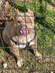 Lost Female Dog last seen ravinia & wright, Dallas, TX 75211