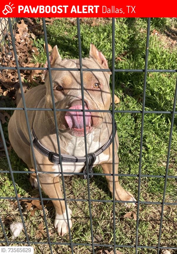 Lost Female Dog last seen ravinia & wright, Dallas, TX 75211