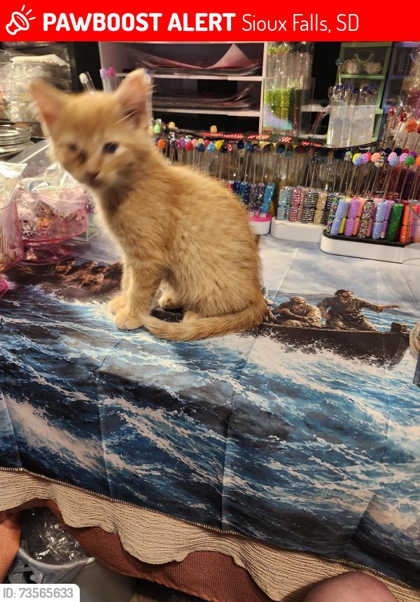 Lost Female Cat last seen 18th street and prairie avenue, Sioux Falls, SD 57104