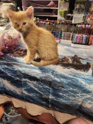 Lost Female Cat last seen 18th street and prairie avenue, Sioux Falls, SD 57104