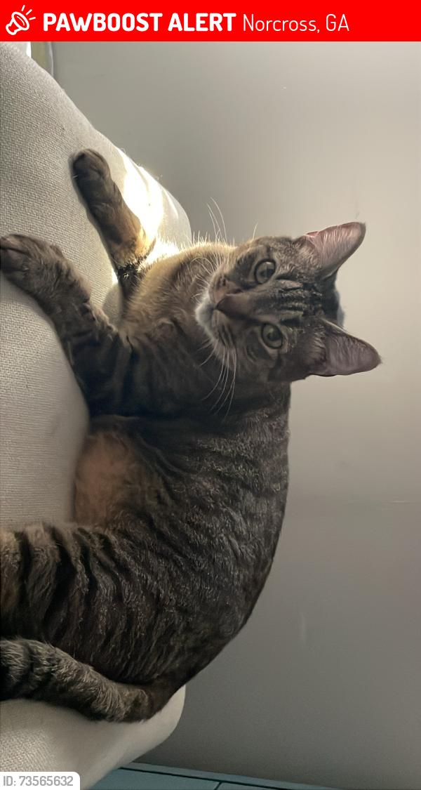 Lost Male Cat last seen shawnee trail, Norcross, GA 30071