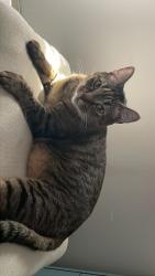 Lost Male Cat last seen shawnee trail, Norcross, GA 30071