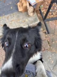Found/Stray Male Dog last seen Wall Blvd and Willowbrook Dr, Gretna, LA 70056