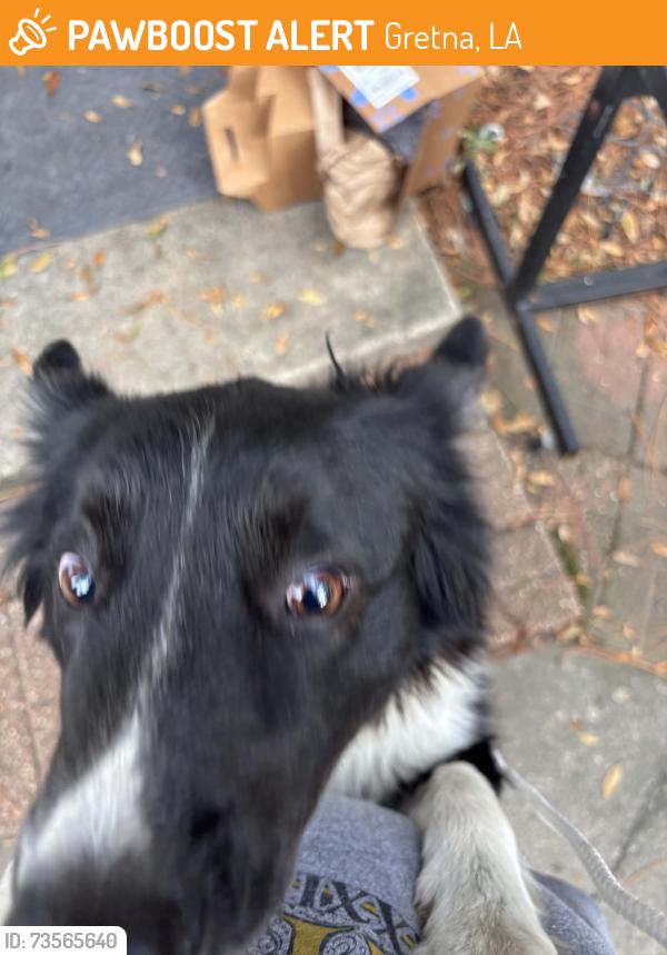 Found/Stray Male Dog last seen Wall Blvd and Willowbrook Dr, Gretna, LA 70056