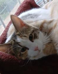 Reunited Female Cat last seen Kingsgate Neighborhood, Knoxville, TN 37934
