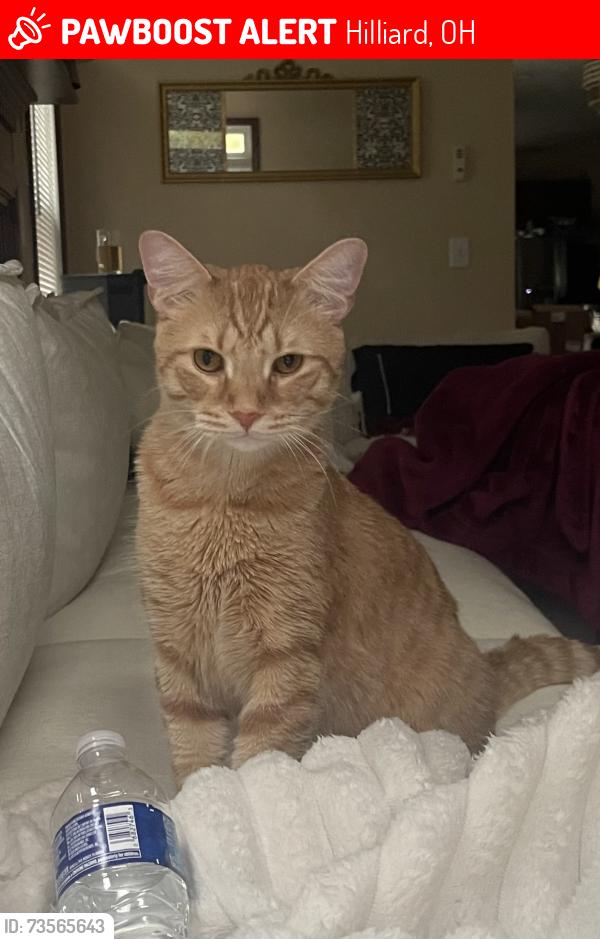 Lost Male Cat last seen cosgray road hilliard and hoffman farms drive, Hilliard, OH 43026
