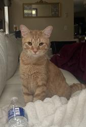 Lost Male Cat last seen cosgray road hilliard and hoffman farms drive, Hilliard, OH 43026