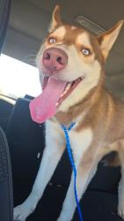Lost Male Dog last seen Sparkman dr, Huntsville, AL 35810