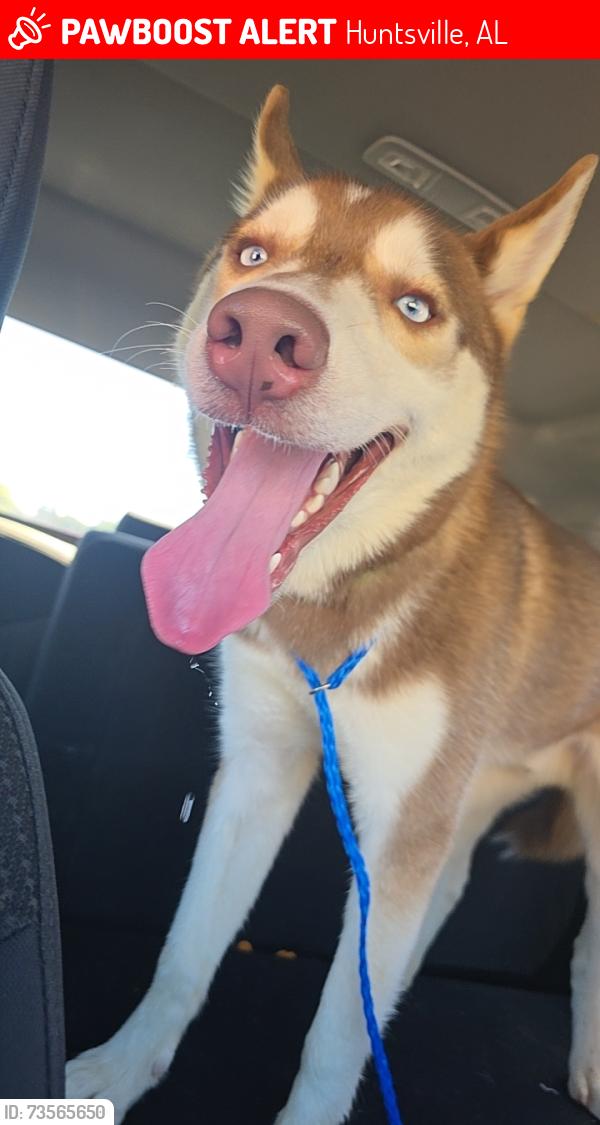 Lost Male Dog last seen Sparkman dr, Huntsville, AL 35810