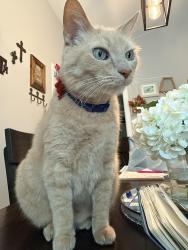 Reunited Male Cat last seen Near e zinnia Ave Alton tx 78573, Alton, TX 78573