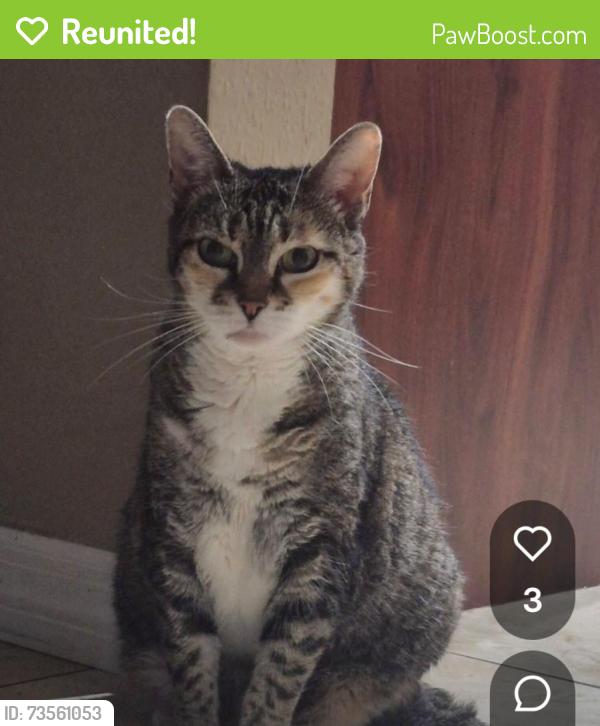 Reunited Female Cat last seen Clover Blossom Cir, Suncoast Meadows, FL 34638