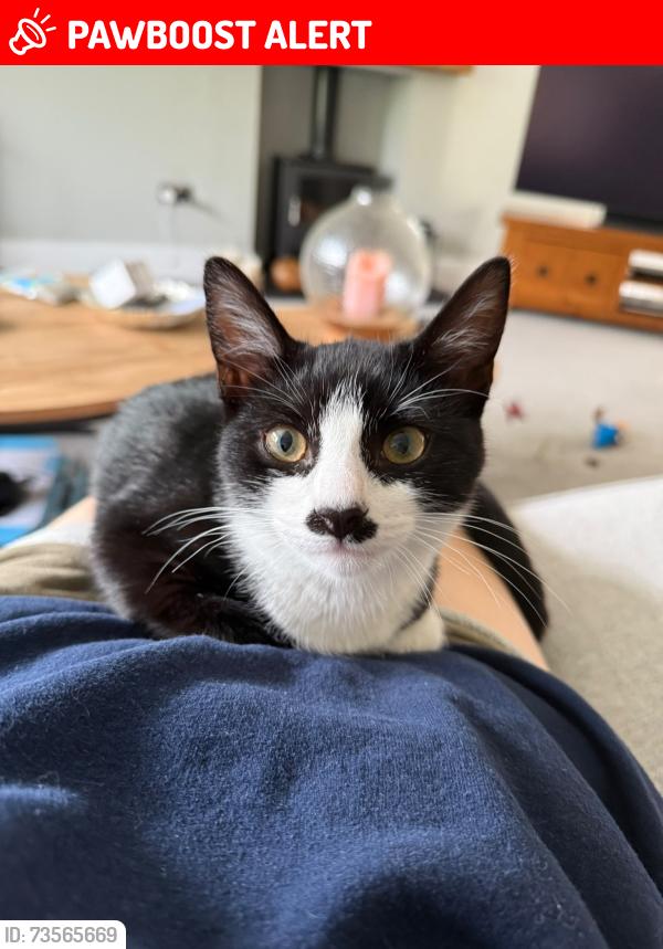 Lost Female Cat last seen Fieldgate Lane, Kenilworth, Warwickshire, England 
