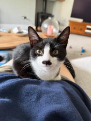 Lost Female Cat last seen Fieldgate Lane, Kenilworth, Warwickshire, England 