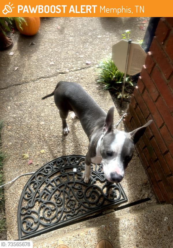 Found/Stray Male Dog last seen Lock Bay and Rippling Creek, Memphis, TN 38135