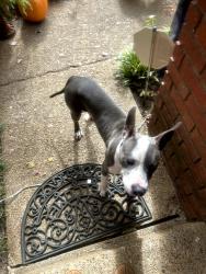 Found/Stray Male Dog last seen Lock Bay and Rippling Creek, Memphis, TN 38135