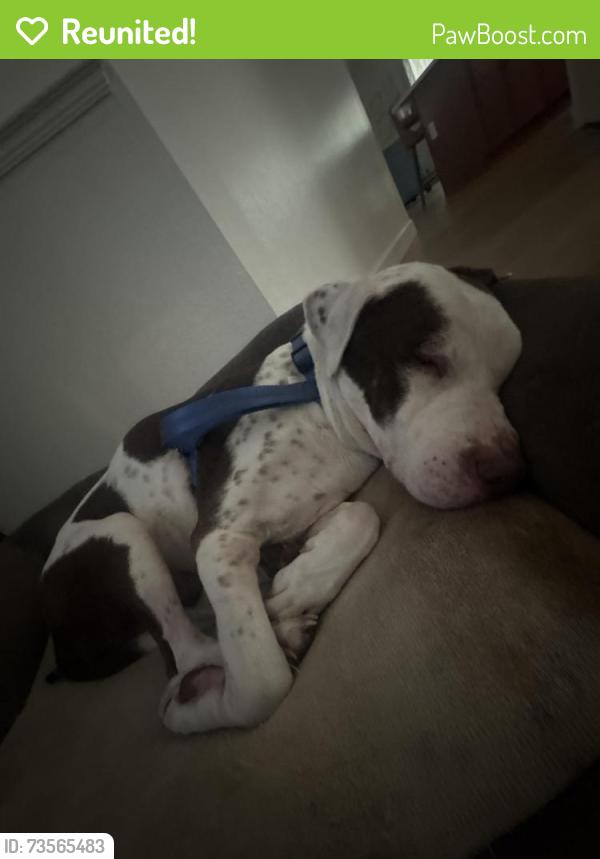 Reunited Male Dog last seen forest edge dr, Deltona, FL 32725