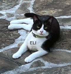 Lost Male Cat last seen Woodbriar Place off Louretta Road, Spring, TX 77379