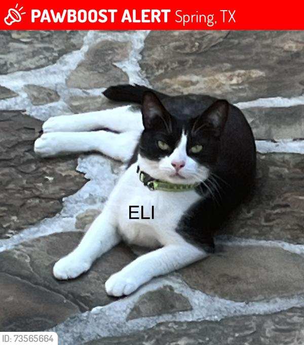 Lost Male Cat last seen Woodbriar Place off Louretta Road, Spring, TX 77379