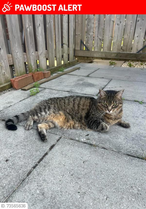 Lost Male Cat last seen Festival Drive, between Bala Drive and Sunlight Street, Mississauga, Mississauga, ON L5M 0G6