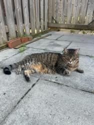 Lost Male Cat last seen Festival Drive, between Bala Drive and Sunlight Street, Mississauga, Mississauga, ON L5M 0G6