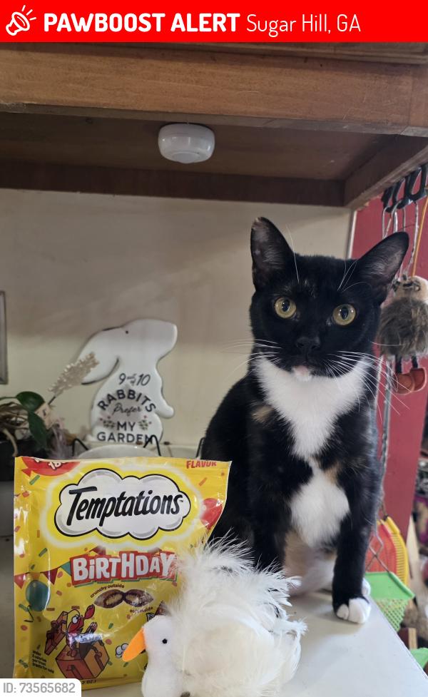 Lost Female Cat last seen Whitehead Rd, Sugar Hill, GA 30518