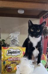Lost Female Cat last seen Whitehead Rd, Sugar Hill, GA 30518