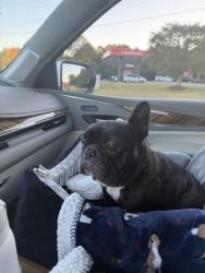 Reunited Male Dog last seen Son Shine Daycare Midway, Nc, Winston-Salem, NC 27107
