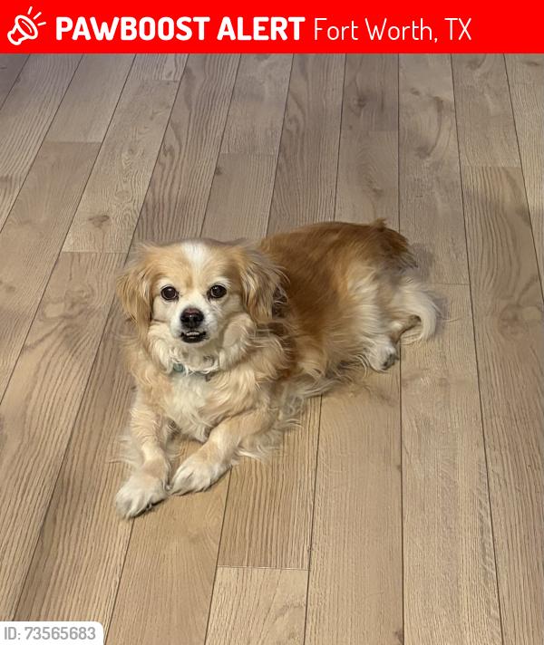 Lost Male Dog last seen W Seminary and Trail Lake, Fort Worth, TX 76133