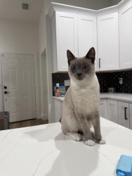 Reunited Male Cat last seen Chestnut St, Tampa, FL 33607, USA, Tampa, FL 33607