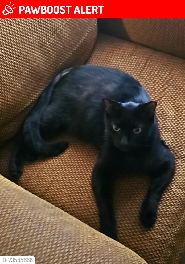 Lost Male Cat last seen L'Anse Creuse Middle School South, Harrison Township, MI 48045