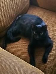 Lost Male Cat last seen L'Anse Creuse Middle School South, Harrison Township, MI 48045