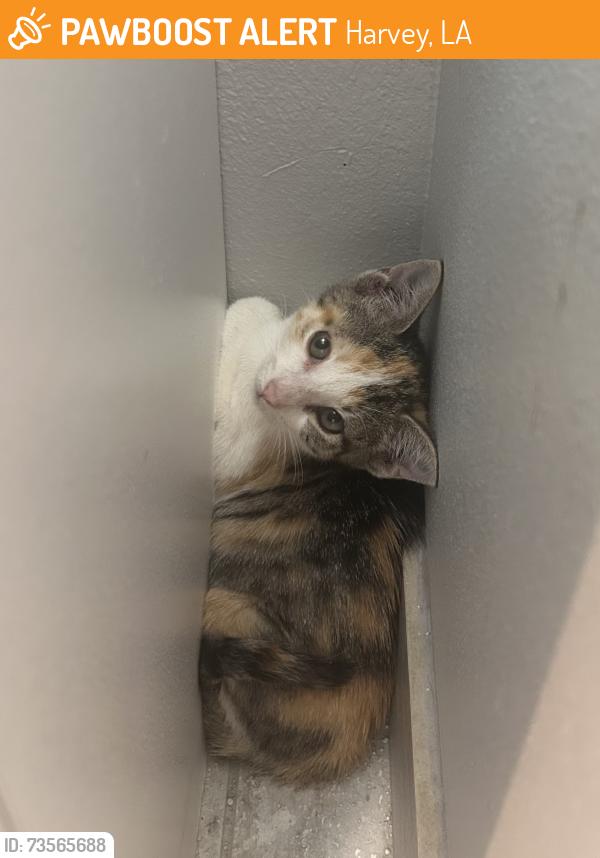 Found/Stray Unknown Cat last seen Chalmette Street, Harvey, LA 70058