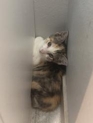 Found/Stray Unknown Cat last seen Chalmette Street, Harvey, LA 70058