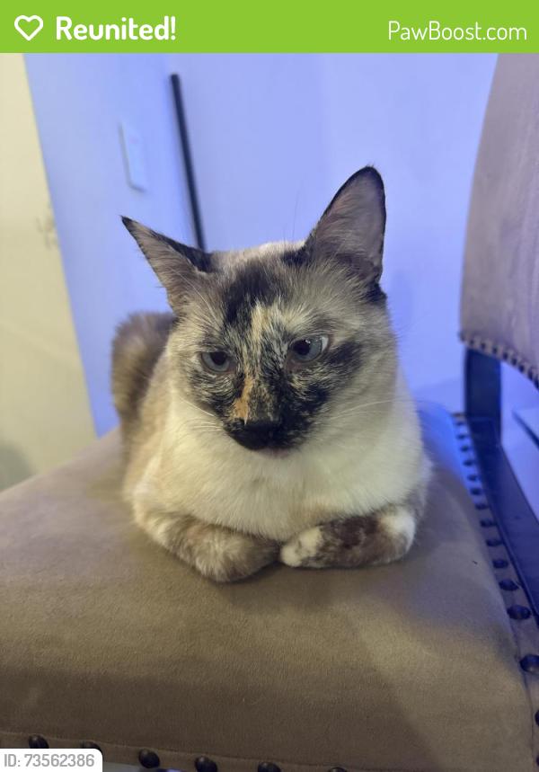Reunited Female Cat last seen Near that address? She’s an indoor cat, Fort Lauderdale, FL 33304
