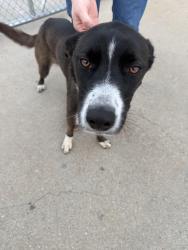 Found/Stray Female Dog last seen FM 917, Johnson County, TX 76028