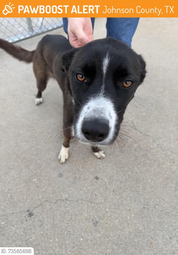 Found/Stray Female Dog last seen FM 917, Johnson County, TX 76028