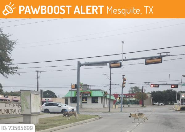 Found/Stray Unknown Dog last seen Mesquite police station, Mesquite, TX 75149