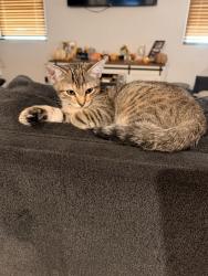 Lost Female Cat last seen Combs & Gantzel, San Tan Valley, AZ 85140