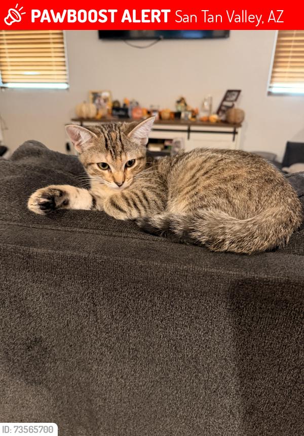 Lost Female Cat last seen Combs & Gantzel, San Tan Valley, AZ 85140